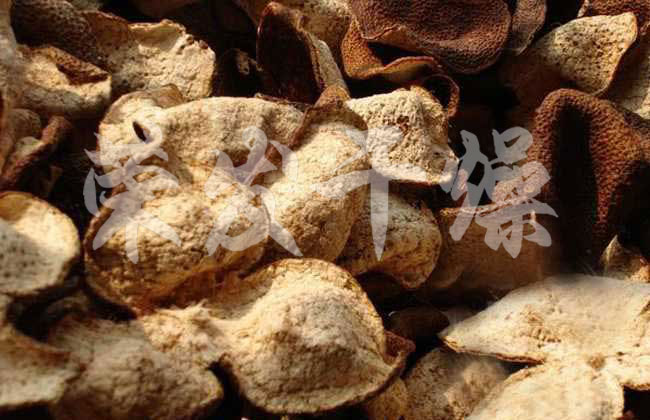 橘子皮專用槳葉干燥機(jī)